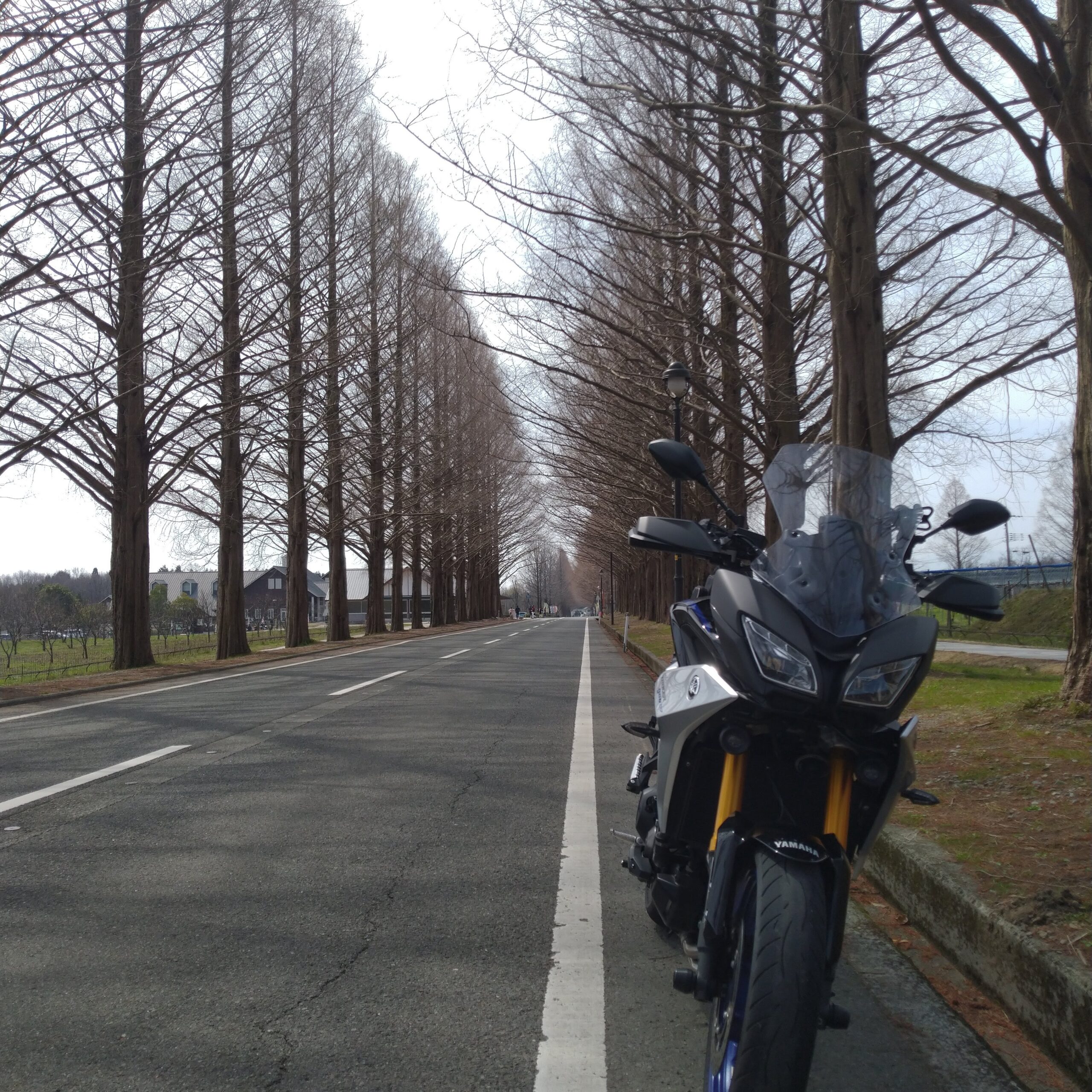 並木道に並んで写るバイク